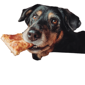 Dog Eating Pizza V7 Vinyl Car Decal Sticker – Waterproof & UV-Resistant 3.4133333333333336"