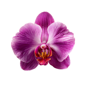 Purple Tropical Orchid Vinyl Car Decal Sticker – Waterproof & UV-Resistant 3.4133333333333336"