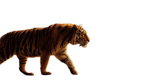 Tiger In Flames Vinyl Car Decal Sticker – Waterproof & UV-Resistant 2.72"
