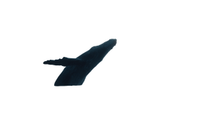 Giant Whale Leap Vinyl Car Decal Sticker – Waterproof & UV-Resistant 5.4