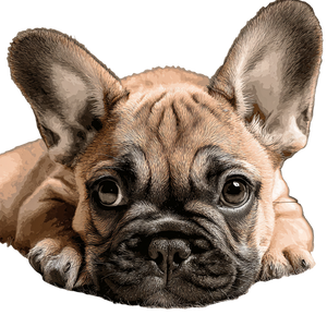 Fawn Frenchie Vinyl Car Decal Sticker – Waterproof & UV-Resistant 6.826666666666667"