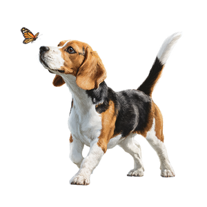 Beagle Playing V2 Vinyl Car Decal Sticker – Waterproof & UV-Resistant 3.4133333333333336"
