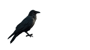Majestic Raven Perched Vinyl Car Decal Sticker – Waterproof & UV-Resistant 5.4