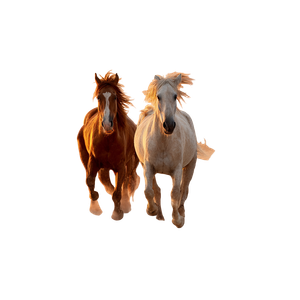 Galloping Horses V12 Vinyl Car Decal Sticker – Waterproof & UV-Resistant 6.826666666666667"