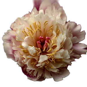 Peony Flower V11 Vinyl Car Decal Sticker – Waterproof & UV-Resistant 6.826666666666667"