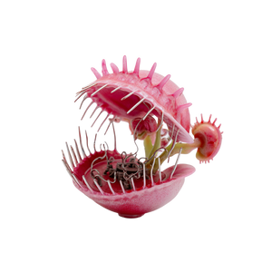 Pink Venus Flytrap Toy Vinyl Car Decal Sticker – Waterproof & UV-Resistant 3.4133333333333336"