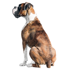 Boxer Dog Drawing V2 Vinyl Car Decal Sticker – Waterproof & UV-Resistant 6.826666666666667"