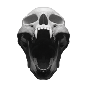 Monster Skull V4 Vinyl Car Decal Sticker – Waterproof & UV-Resistant 3.4133333333333336"