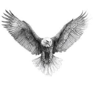 Realistic Eagle Drawing V3 Vinyl Car Decal Sticker – Waterproof & UV-Resistant 3.4133333333333336"