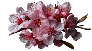 Cherry Blossom Still Life V2 Vinyl Car Decal Sticker – Waterproof & UV-Resistant 5.4