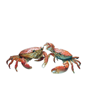 Whispering Watercolor Crab V2 Vinyl Car Decal Sticker – Waterproof & UV-Resistant 6.826666666666667"