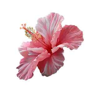 Pink Hibiscus Flower V7 Vinyl Car Decal Sticker – Waterproof & UV-Resistant 3.4133333333333336"