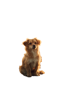 Smiling Golden Dog V2 Vinyl Car Decal Sticker – Waterproof & UV-Resistant 8.0"