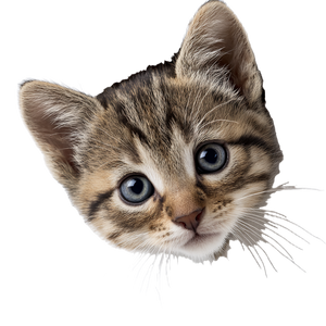 Adorable Kitten Peeking V2 Vinyl Car Decal Sticker – Waterproof & UV-Resistant 6.826666666666667"