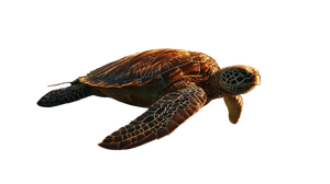 Golden Turtle Swim V2 Vinyl Car Decal Sticker – Waterproof & UV-Resistant 5.4