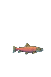 Great Salmon Ttrpg Vinyl Car Decal Sticker – Waterproof & UV-Resistant 4.4