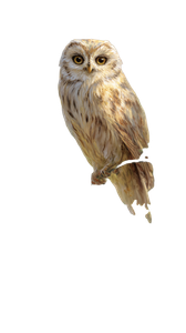 Spring Owl Painting V3 Vinyl Car Decal Sticker – Waterproof & UV-Resistant 4.8533333333333335"