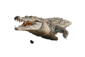 Crocodile Attack V2 Vinyl Car Decal Sticker – Waterproof & UV-Resistant 2.986666666666667"