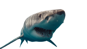 Great White Teeth Vinyl Car Decal Sticker – Waterproof & UV-Resistant 5.4