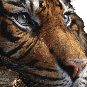 Tiger Staring Watch Vinyl Car Decal Sticker – Waterproof & UV-Resistant 3.4133333333333336"