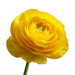 Bright Yellow Flower Vinyl Car Decal Sticker – Waterproof & UV-Resistant 3.4133333333333336"