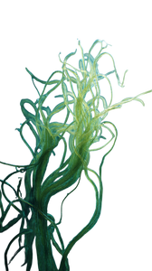 Green Marine Algae Vinyl Car Decal Sticker – Waterproof & UV-Resistant 4.8533333333333335"