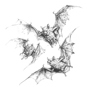 Flying Bats V5 Vinyl Car Decal Sticker – Waterproof & UV-Resistant 6.826666666666667"