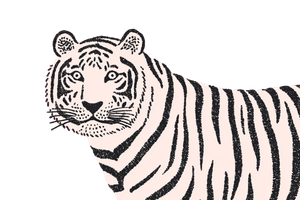White Tiger Art V4 Vinyl Car Decal Sticker – Waterproof & UV-Resistant 5.97333333333333