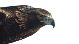 Majestic Golden Eagle V10 Vinyl Car Decal Sticker – Waterproof & UV-Resistant 5.4