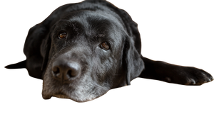 Labrador With Omega-3 V2 Vinyl Car Decal Sticker – Waterproof & UV-Resistant 2.72"