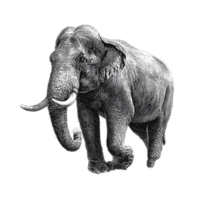 Indian Elephant Illustration Vinyl Car Decal Sticker – Waterproof & UV-Resistant 3.4133333333333336"