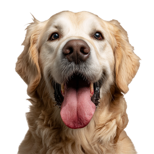 Playful Golden Retriever V17 Vinyl Car Decal Sticker – Waterproof & UV-Resistant 3.4133333333333336"