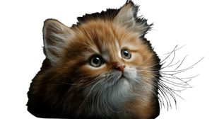 Fluffy Orange Kitten V8 Vinyl Car Decal Sticker – Waterproof & UV-Resistant 5.4