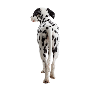 Walking Dalmatian Vinyl Car Decal Sticker – Waterproof & UV-Resistant 3.4133333333333336"