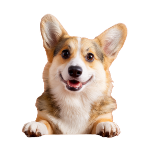 Happy Corgi V8 Vinyl Car Decal Sticker – Waterproof & UV-Resistant 3.4133333333333336"