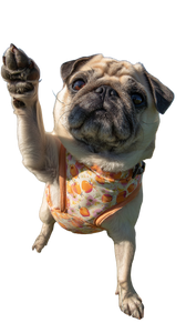 Cheeky Chubby Pug Vinyl Car Decal Sticker – Waterproof & UV-Resistant 9.706666666666667"
