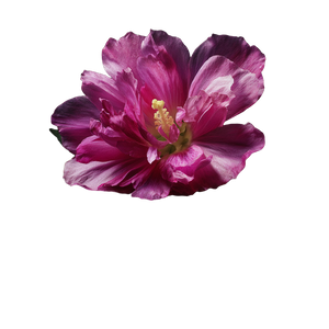 Magenta Flower Blossom V2 Vinyl Car Decal Sticker – Waterproof & UV-Resistant 3.4133333333333336"