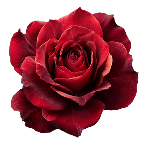 Realistic Red Rose V2 Vinyl Car Decal Sticker – Waterproof & UV-Resistant 3.4133333333333336"