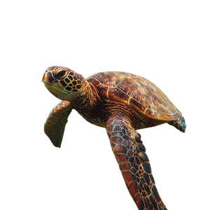 Galapagos Sea Turtle V2 Vinyl Car Decal Sticker – Waterproof & UV-Resistant 3.4133333333333336"