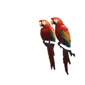 Beautiful Jungle Parrots Vinyl Car Decal Sticker – Waterproof & UV-Resistant 3.4133333333333336"