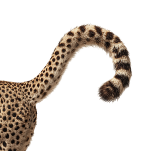 Cheetah Tail Portrait Vinyl Car Decal Sticker – Waterproof & UV-Resistant 3.4133333333333336"