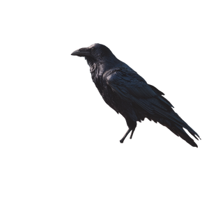 Raven On Skeletons Vinyl Car Decal Sticker – Waterproof & UV-Resistant 3.4133333333333336"