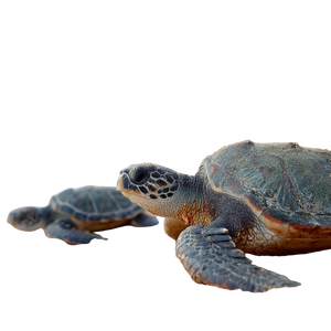 Green Turtle Hatchlings V2 Vinyl Car Decal Sticker – Waterproof & UV-Resistant 6.826666666666667"