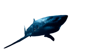 Cybernetic Megalodon V2 Vinyl Car Decal Sticker – Waterproof & UV-Resistant 2.773333333333333