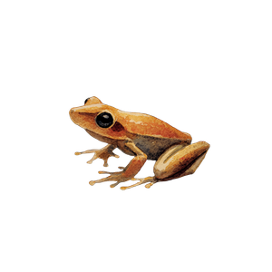 Tiny Jumping Frog V2 Vinyl Car Decal Sticker – Waterproof & UV-Resistant 6.826666666666667"
