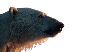 Majestic Polar Bear V2 Vinyl Car Decal Sticker – Waterproof & UV-Resistant 5.4