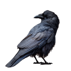 Crow Side View V2 Vinyl Car Decal Sticker – Waterproof & UV-Resistant 6.826666666666667"