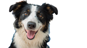 Happy Border Collie V19 Vinyl Car Decal Sticker – Waterproof & UV-Resistant 2.72"