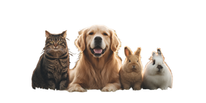 Australian Pets Gathering V2 Vinyl Car Decal Sticker – Waterproof & UV-Resistant 5.12"
