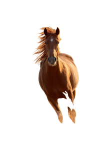Wild Horses Running V9 Vinyl Car Decal Sticker – Waterproof & UV-Resistant 8.96"
